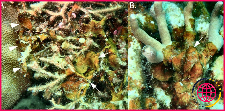 Quelles sont les causes des algues coralliennes ?