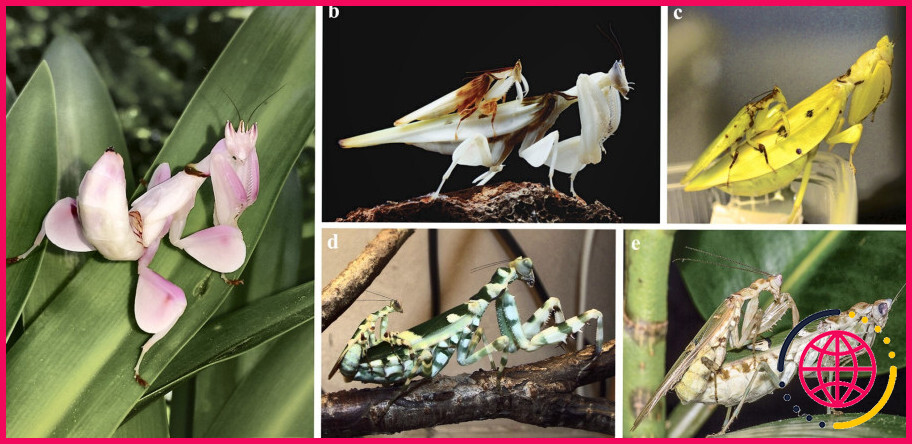 Quels sont les deux animaux prédateurs de la mante orchidée ?