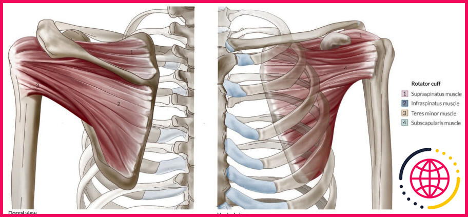 Quels sont les os qui composent la ceinture pectorale ?