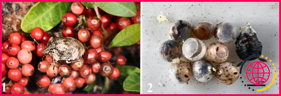 Qu'est-ce que l'extrait de fruit de schinus terebinthifolius ?