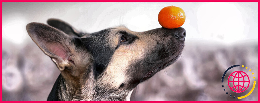 Un chien peut-il manger une clémentine ?