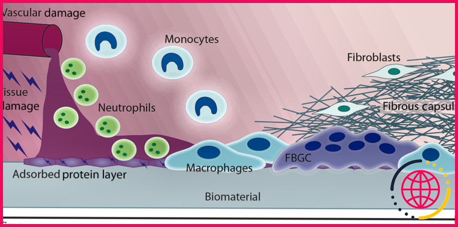 Un macrophage peut-il agir comme une cellule présentatrice d'antigène ?