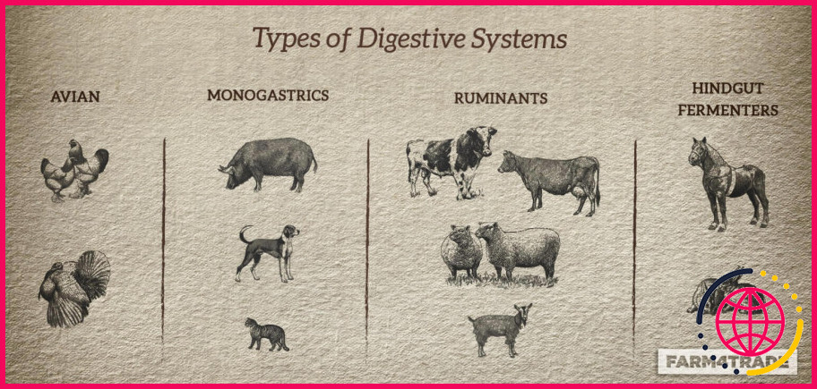 Quel est le système digestif d'un monogastrique ?