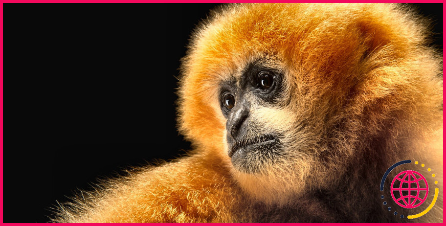 Quelle est la taille d'un gibbon à joues jaunes ?