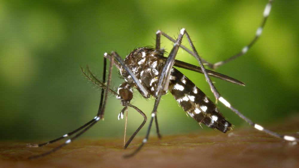 Peut-on utiliser un répulsif à moustiques périmé?