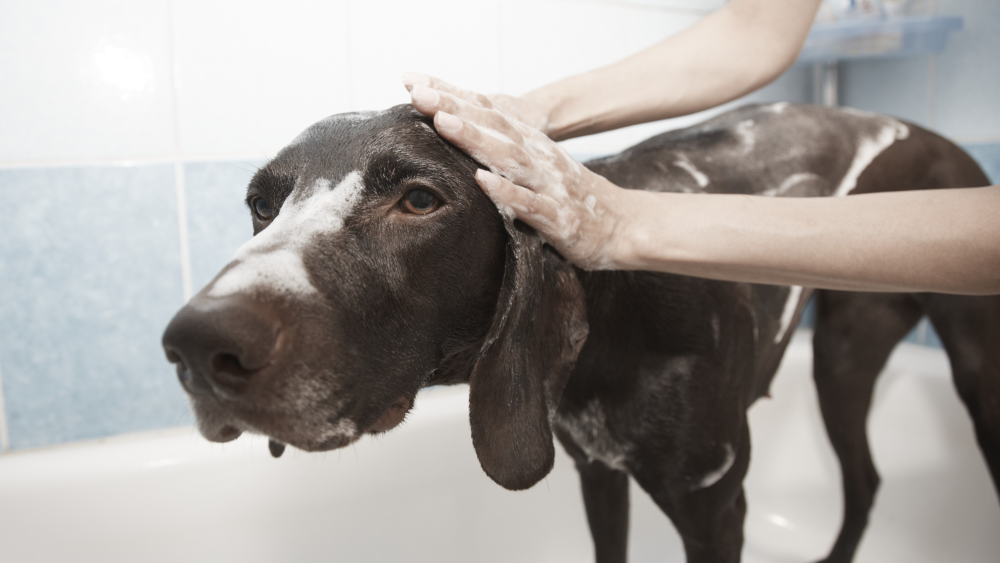 Peut-on se laver les cheveux avec du shampoing pour chiens?